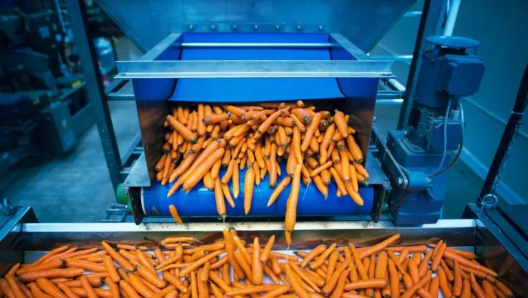 A carrot processing machine - Food processing equipment